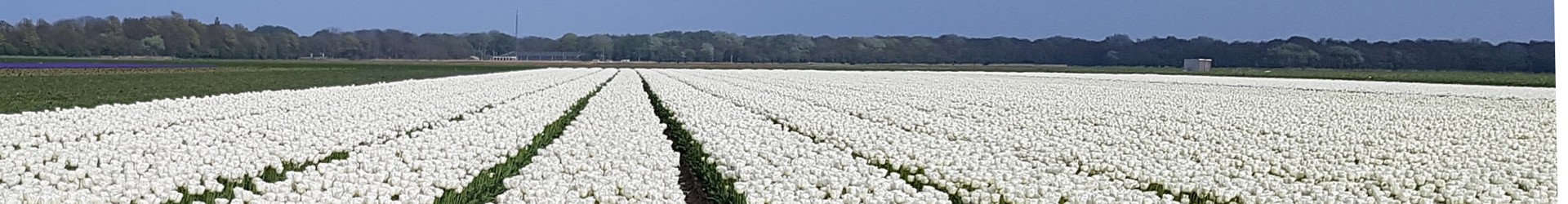 Bloemenvelden(1).jpg
