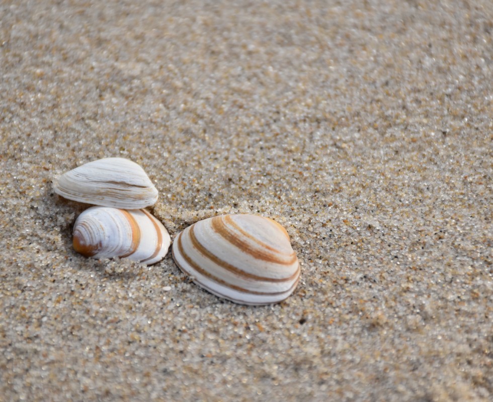 Strand(7).jpg