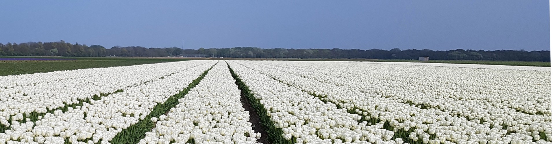 Bloemenvelden(1).jpg