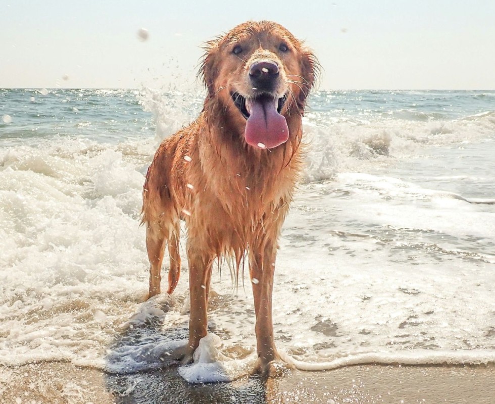 strandhond_1600px.jpg