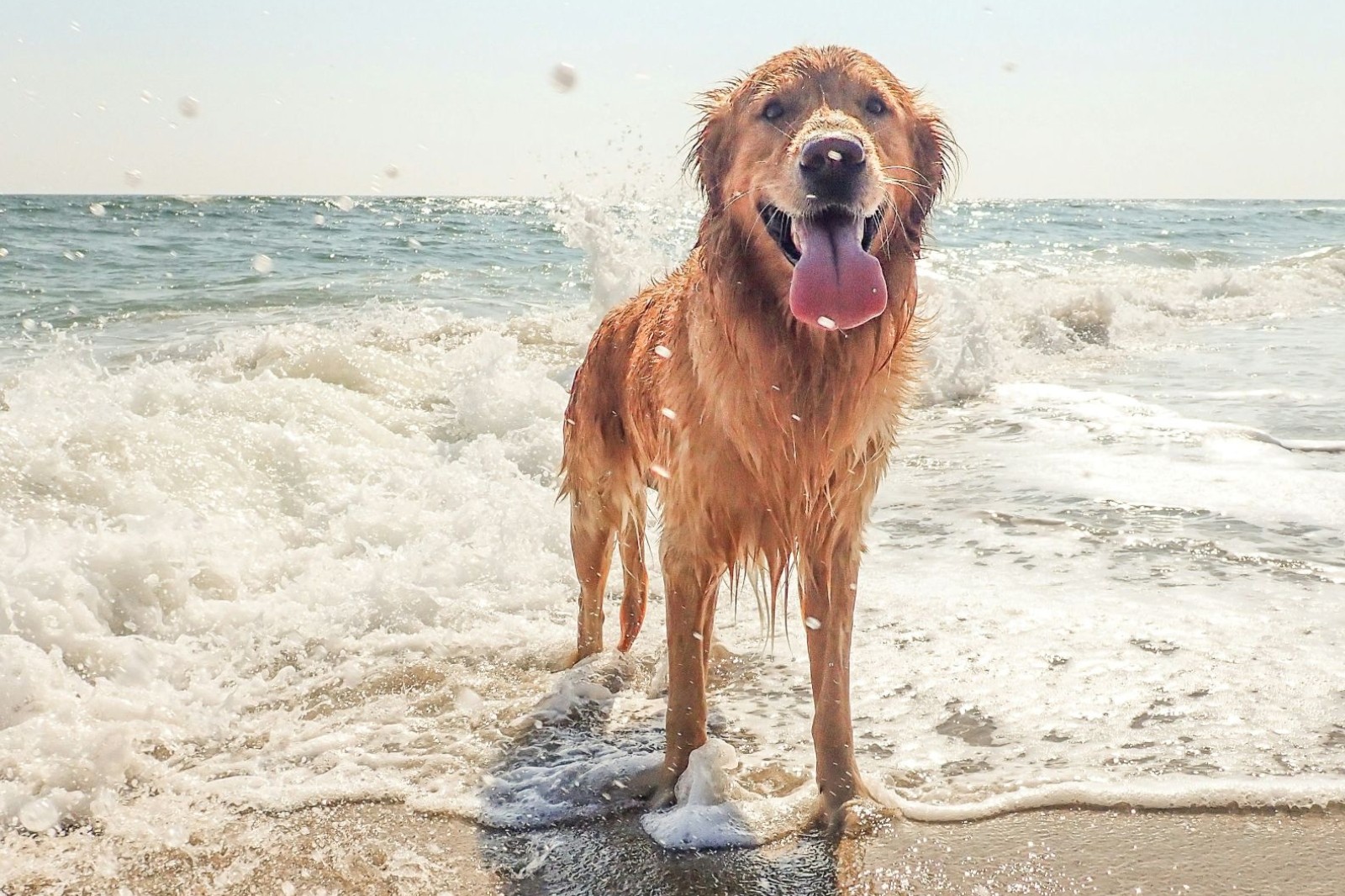 strandhond_1600px.jpg