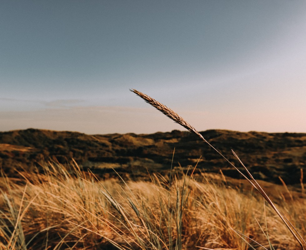 Duinen_najaar.jpg